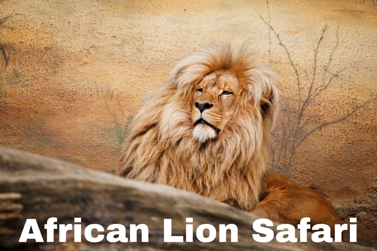African Lion Safari - Sun., July 14, 2024